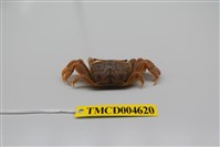 藏品(萬歲大眼蟹)的圖片